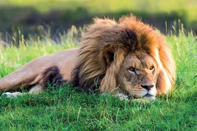 Le roi des animaux
