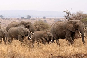 Parc de Tarangire