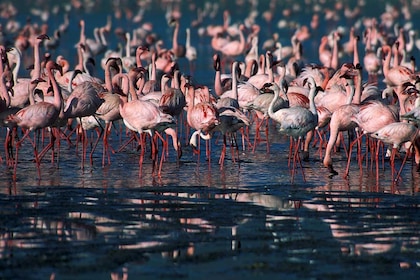 Circuit Tanzanie sauvage - TUI