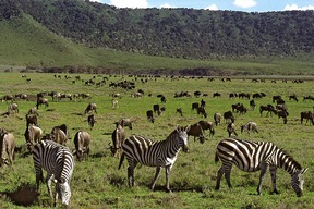 Cratère du Ngorongoro