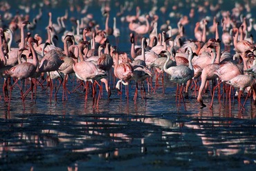 Circuit Tanzanie sauvage + Extension sur l'île de Zanzibar - TUI