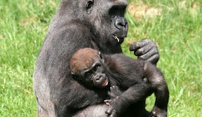 Famille de Gorilles