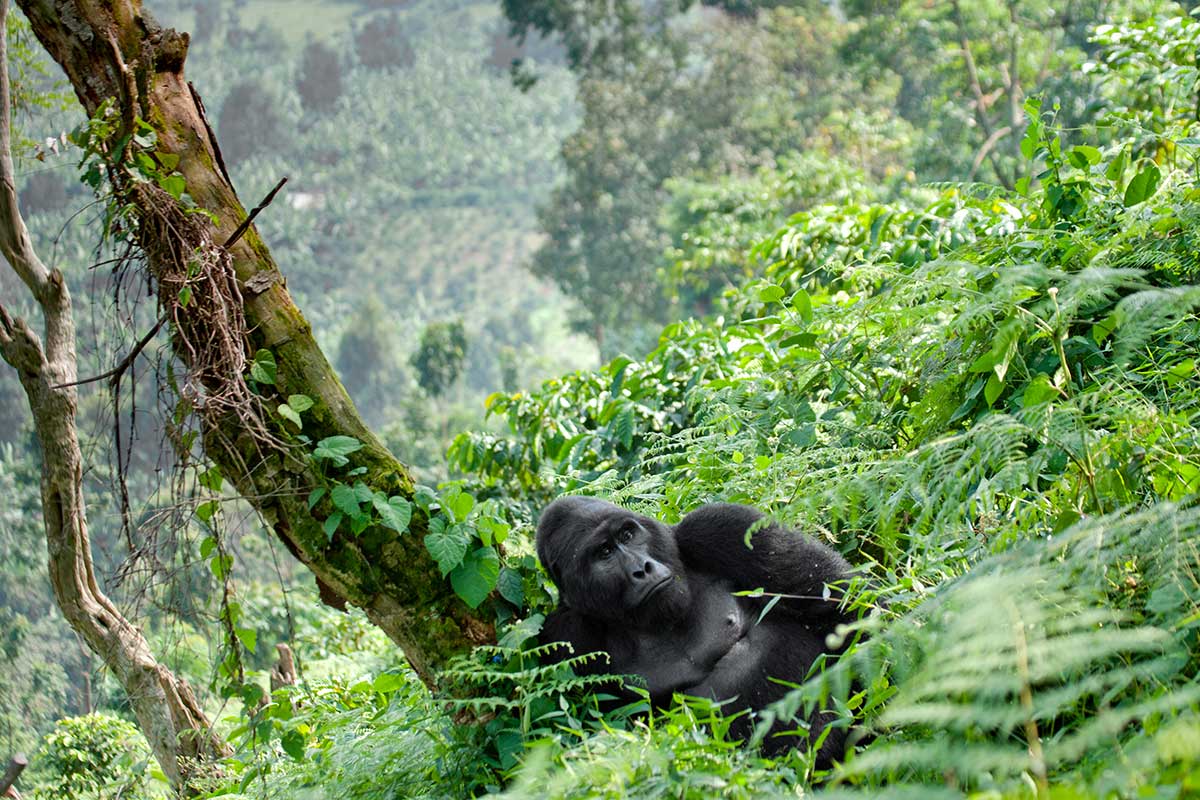 Ouganda - Circuit Privé à la Rencontre des Derniers Gorilles
