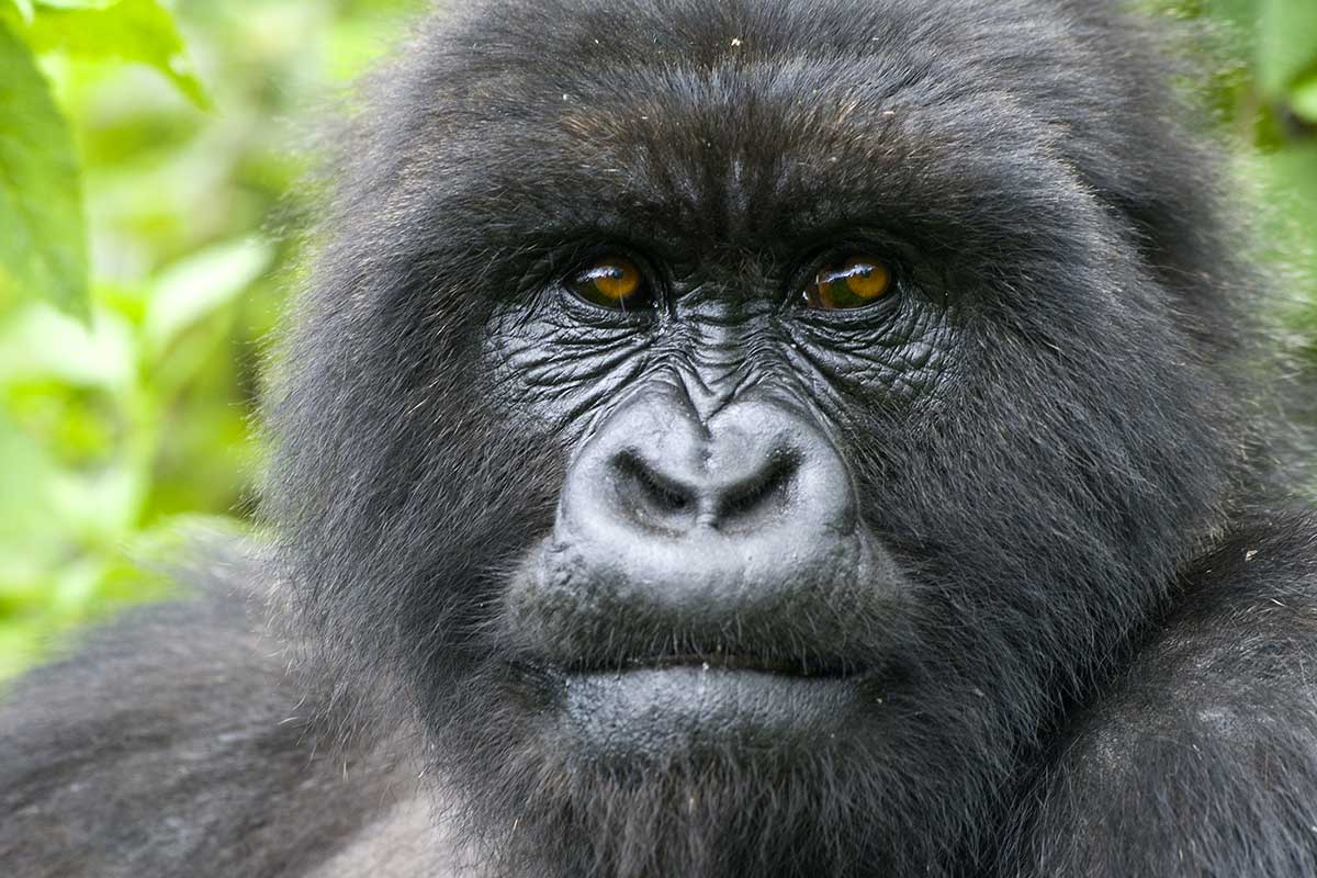 Ouganda - Circuit Privé à la Rencontre des Derniers Gorilles
