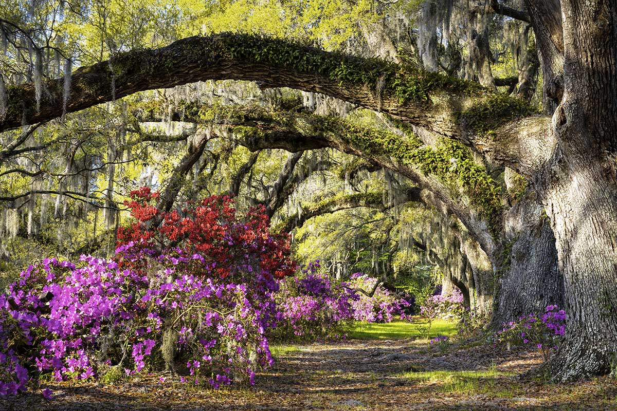 Get Plantation au nord plage 3 magnolias chambre Free