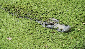 Alligator dans les Everglades