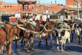 Forth Worth et son ambiance Far West