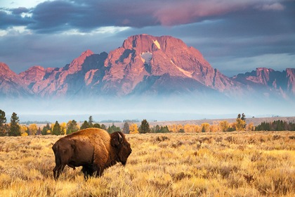 Circuit Immersif - Cowboys et Yellowstone entre nous - Choix Flex - TUI