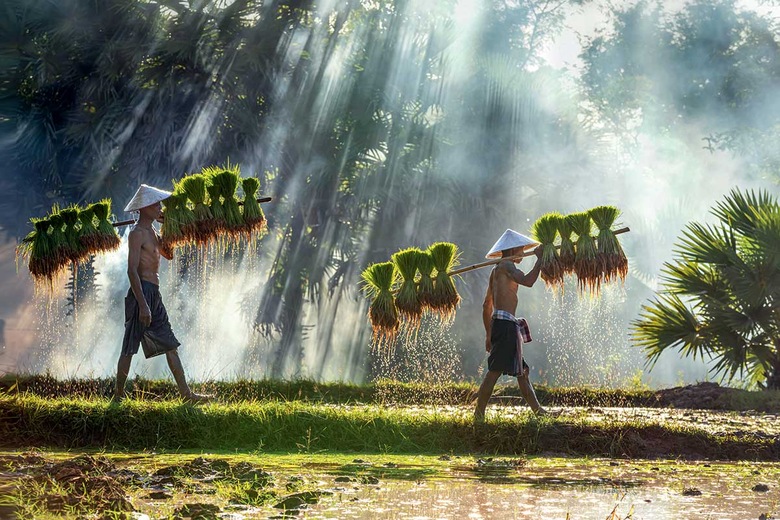 Circuit Saveurs vietnamiennes