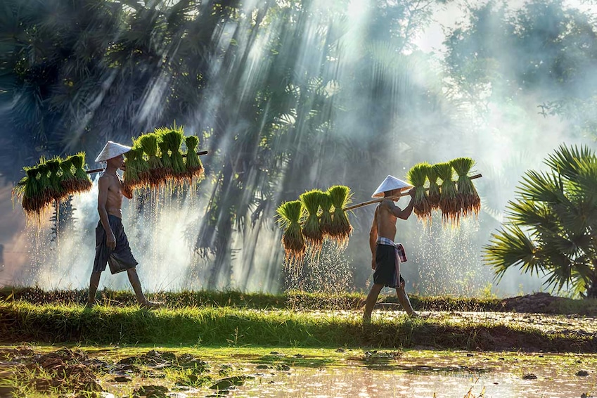 Circuit Saveurs vietnamiennes - TUI