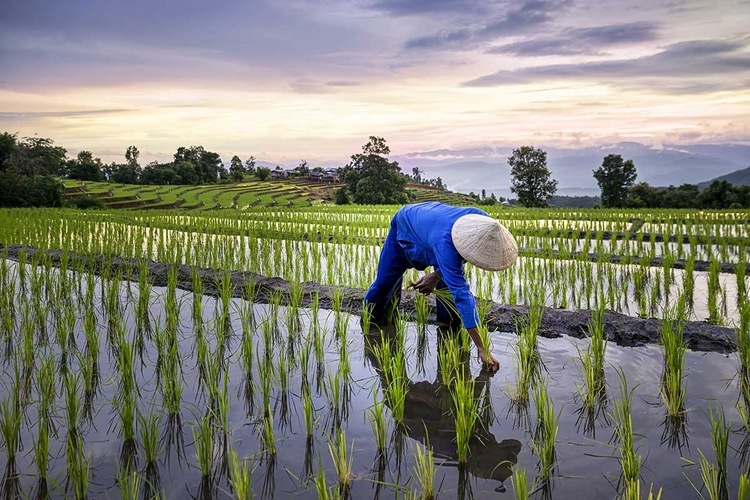 Circuit Saveurs vietnamiennes avec pré-tour rizières de Sapa - TUI
