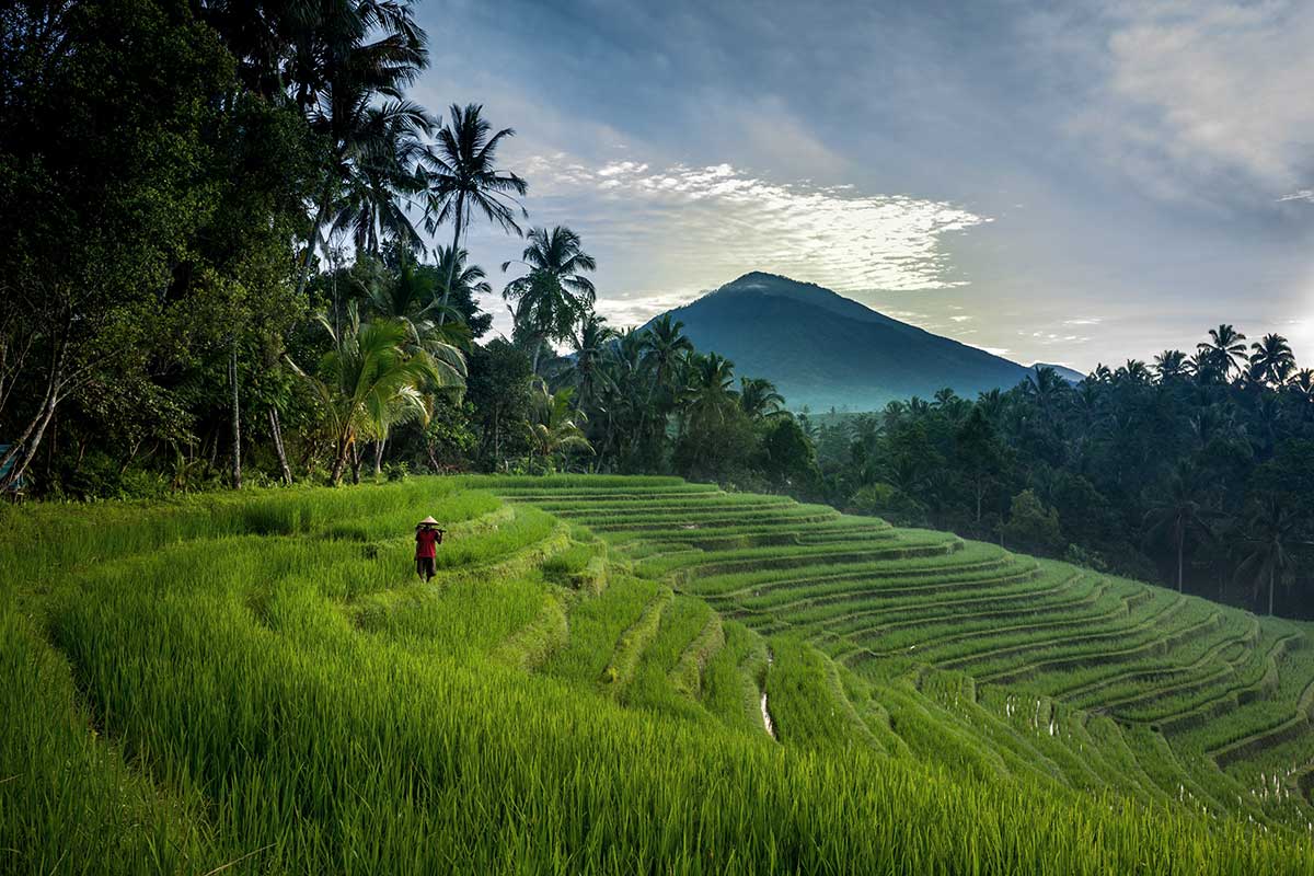 Terraced Rice Paddies, Ubud Area, Bali, Indonesia скачать