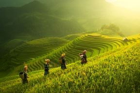 Sapa