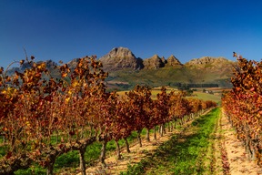 Stellenbosch