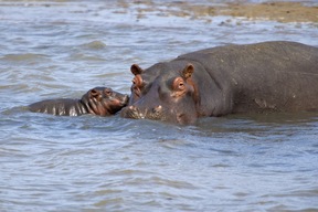 Balade en bateau sur l’estuaire pour observer hippopotames et crocodiles