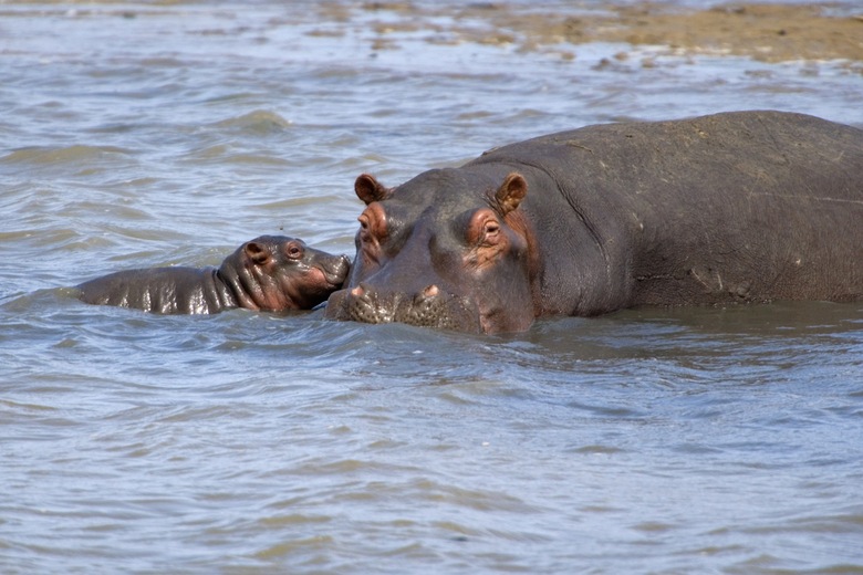 Balade en bateau sur l’estuaire pour observer hippopotames et crocodiles