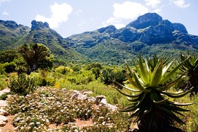 Jardin botanique de Kirstenbosch