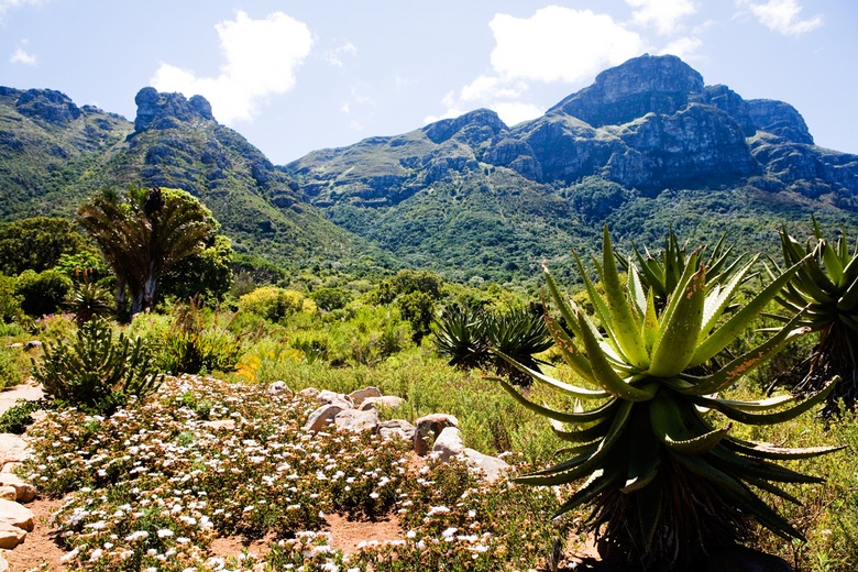 Jardin botanique de Kirstenbosch