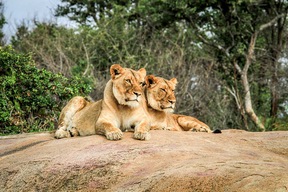 Parc Kruger