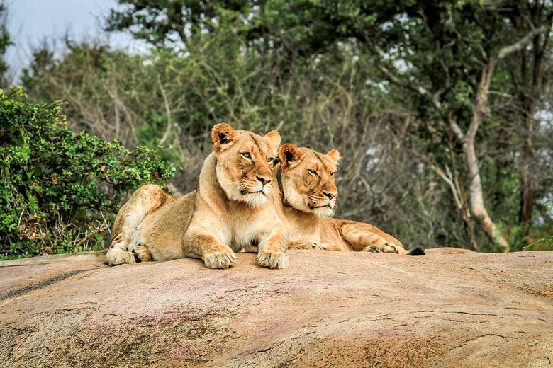 Parc Kruger