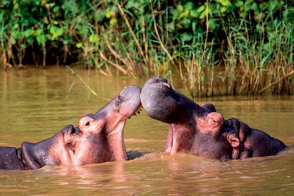 Circuit Voyage au pays arc-en-ciel, le grand tour de l'Afrique du Sud - TUI