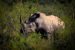Rhinocéros noir dans la réserve de Hluhluwe
