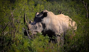 Rhinocéros noir dans la réserve de Hluhluwe