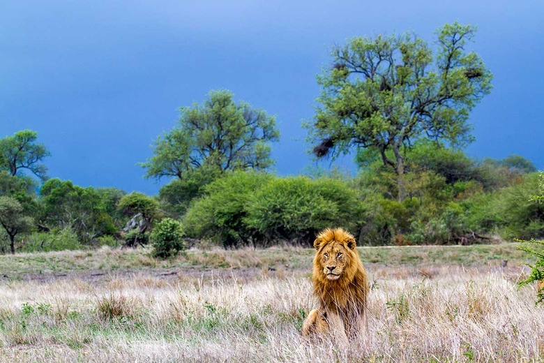 Le roi des animaux compte parmi les "Big Five", Parc national Kruger