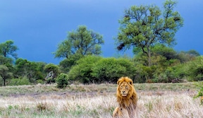 Le roi des animaux compte parmi les "Big Five", Parc national Kruger