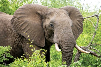 Circuit Canyons et safaris - TUI