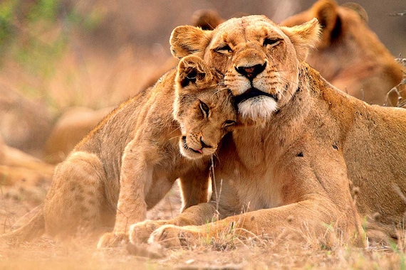 Circuit Canyons et safaris- TUI