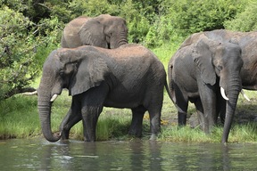 Parc national de Chobe