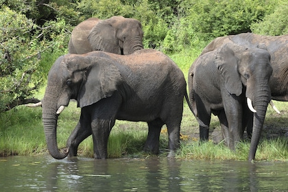 Safari-croisière au fil du Zambèze - TUI